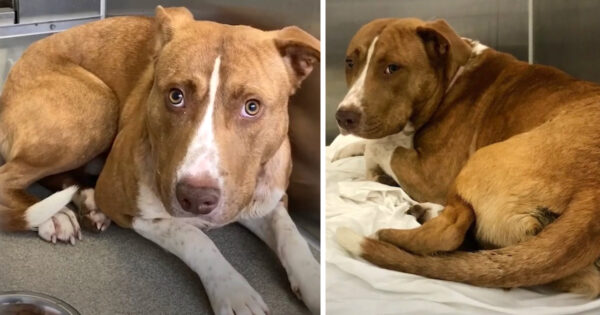 Scared Dog Who Sat Shaking In The Shelter Just Needed His Outlet In Life