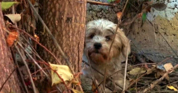 Scared Homeless Dog Hid Behind An Abandoned House Surrounded By Spiders