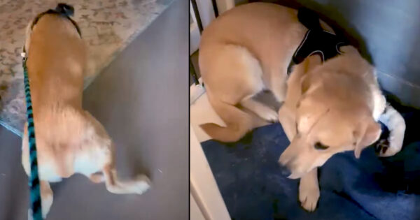 Scared Lab Just Hid In Her Kennel For Months Until Foster Found Her Passion