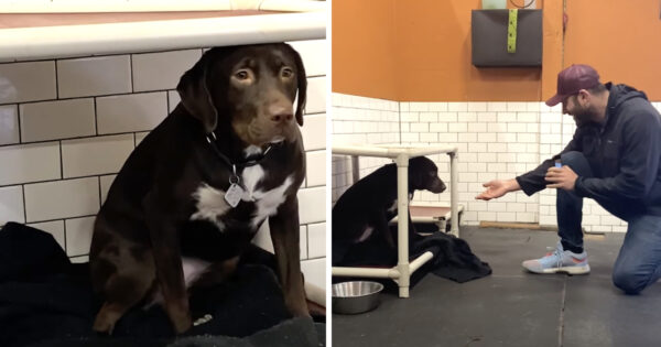 Scared Shelter Dog Covers Rescuer’s Face With Kisses