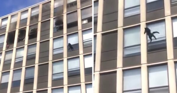 Scary Moment As A Cat Jumps From The Window Of A Burning Building