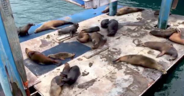 Sea Lions Hijack Barge To Hold A Burping Contest