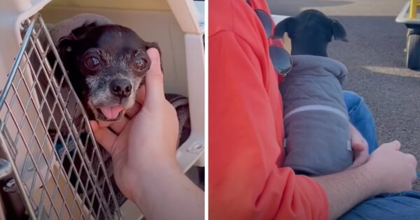 Senior Chihuahua Flown From Overcrowded Shelter Thanks His Pilot