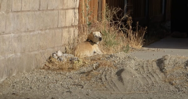 Senior Chihuahua Sat In The Desert Sun After Being Abandoned By The One He Loved
