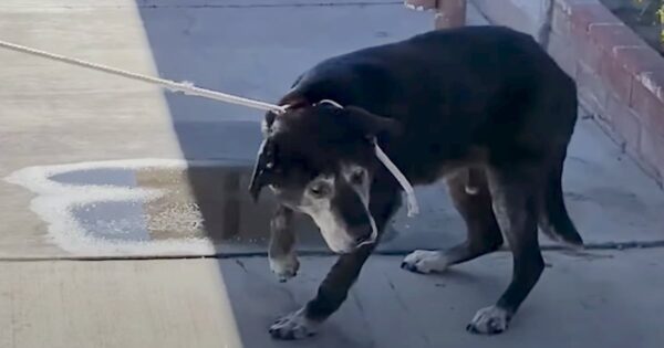 Senior Dog Sat Scared At The Shelter After Being Dumped Because Of Cancer