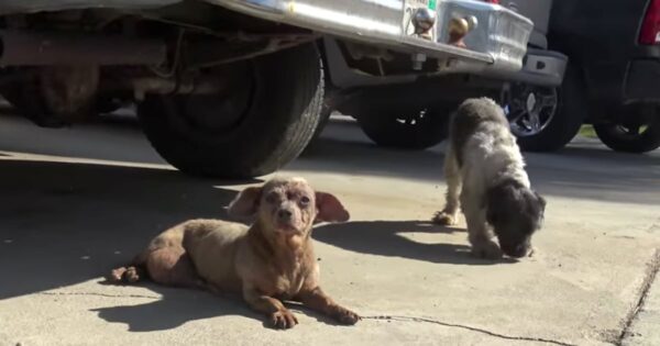 Senior Dog’s Dumped On The Street Along With A Friend For Having A Tumor