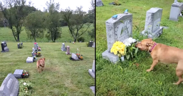 Sentimental Puppy Knows Which Grave Is Grandma’s