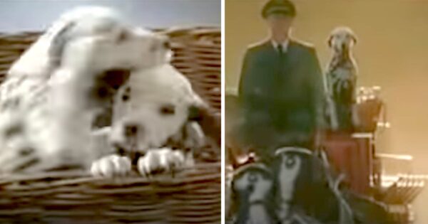 Separated At Birth, Two Dalmatians Recognize Each Other Later On In Life
