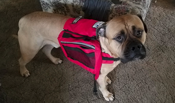 Service Dog Went Looking For Help For His Owner Only To Get Swatted Away