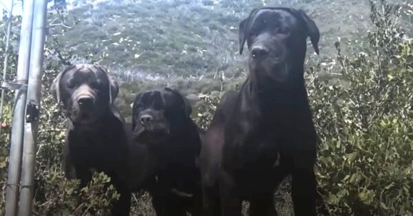 She Hiked A Mountain Every Day For A Month To Gain The Trust Of 3 Abandoned Dogs