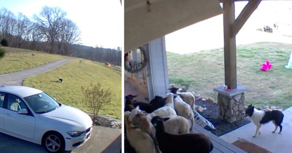 Sheepdog Wakes Up Home Alone And Gets To Work Doing Some Herding On His Own