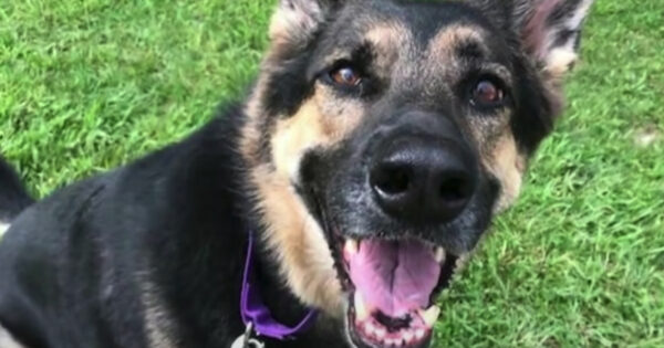 Shelter Dog ‘No One Wanted’ Saves The One Person Who Finally Gave Her A Chance