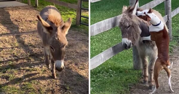Shy Donkey Who ‘Doesn’t Like People Or Dogs’ Meets Pit Bull Who Changes It All