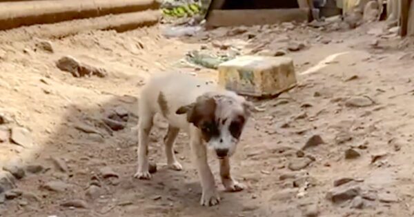 Sick Puppy Was Out Looking For Food While Trying To Remain Invisible