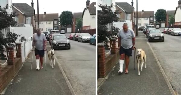 Silly Dog Fakes Limping Around After Dad Breaks His Ankle