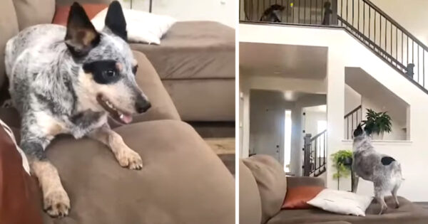 Silly Dogs Learn How To Play Fetch With Each Other Over The Stairway
