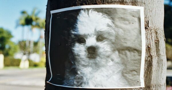 Six Years Later, Family Reunites With Dog Who Went Missing From Backyard