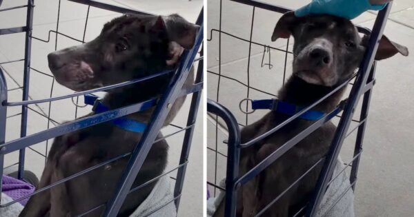 Skeletal Dog Found Under A Bridge By Two Girls Couldn’t Stand Up