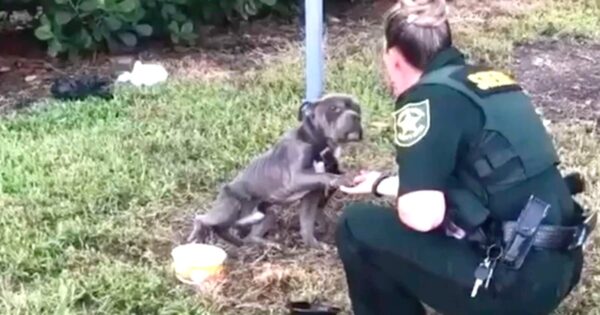 Skinny Dog Left Tied To A Pole Puts His Paw Out To Cop Who’s Saving Him