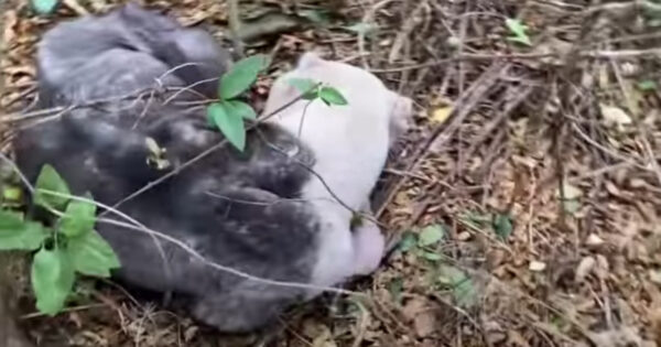 Skinny Pit Bull Found Curled Up In The Woods Was All But Ready To Let Go
