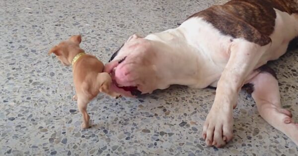 Sleepy American Bulldog Feels The Wrath Of A Spunky Little Chihuahua