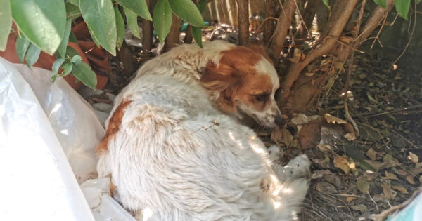 Small Dog Hid Away In The Bushes For Several Days Scared Of How She Felt