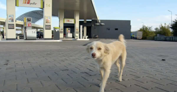 Small Dog Lived Her Life At A Gas Station Being Ignored By Everyone