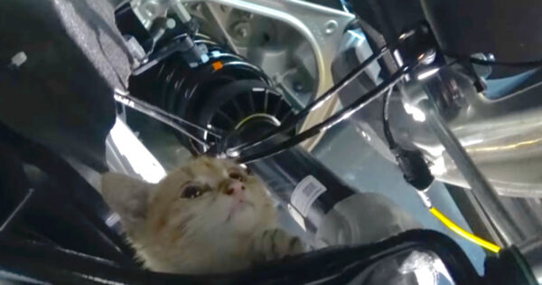 Small Kitten Tries To Escape The Heat By Crawling Into A Car Engine Bay