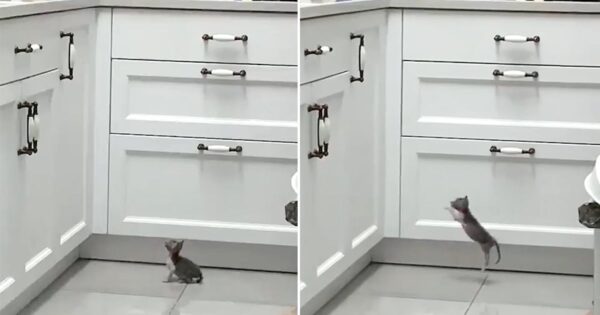 Small Kitty Overestimates Herself, Tries Jumping Up On Countertop