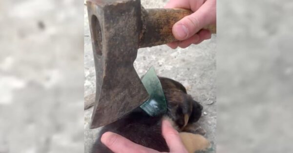 Small Puppy Gets His Head Stuck In A Glass Jar, Wiggles & Shimmies To No Avail