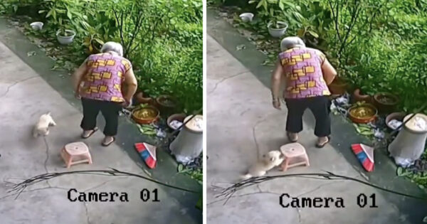 Small Puppy Helps Elderly Woman Sit Down
