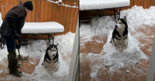 Snow-Loving Dog Won’t Budge As Grandpa Tries Shoveling It All Away