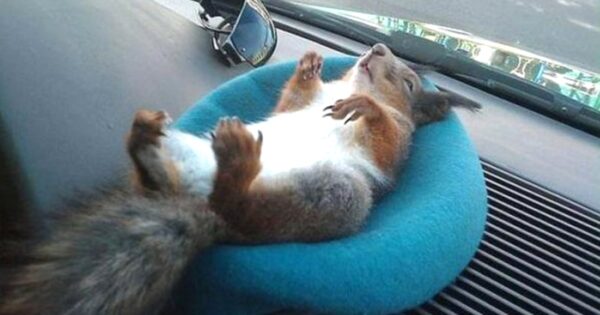 Soldier Saves Squirrel’s Life, Now They’re Driving Buddies