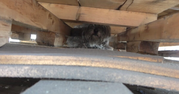 Some Wooden Pallets In An Industrial Area Were All This Dog Had For Shelter