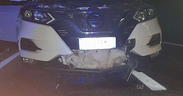 Someone Heard A Thud While Driving, Got Out And Saw A Dog In The Grill