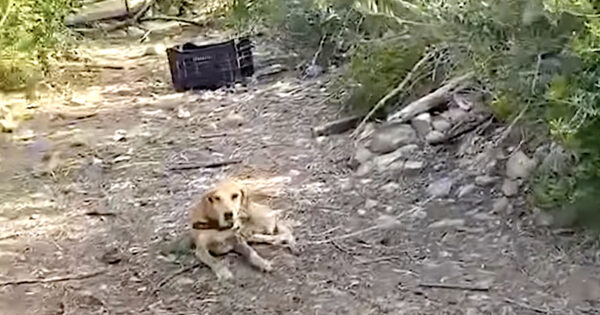 Someone Left This Dog Tied Out Here All Alone On Three Legs