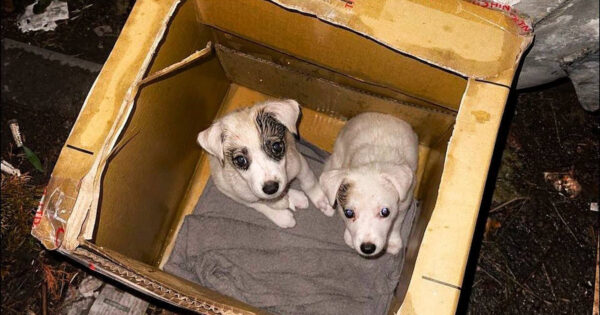 Someone Left Two Puppies In A Box Out By The Trash In The Rain