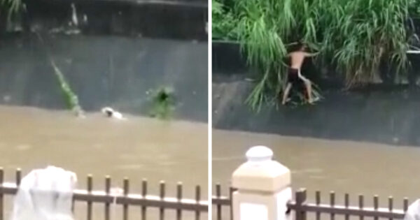 Someone Spots A Dog Struggling In A High River, And A Young Man Goes In