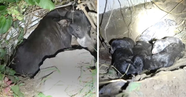 Someone Stole One Of Mama’s Puppies, And She Tried To Convey That To Rescuers