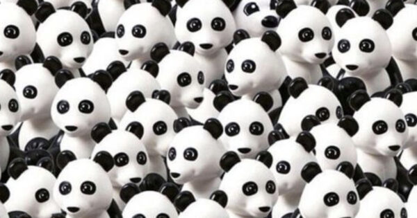 Spot The Dog Who Blends In With All Of The Pandas