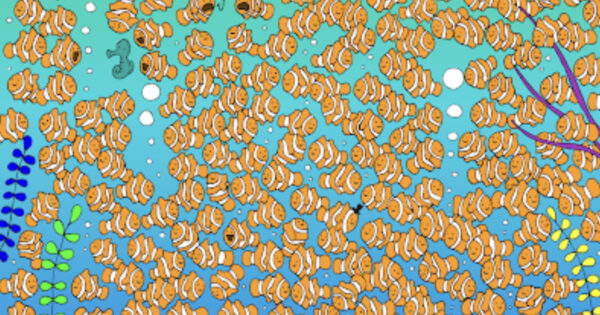 Spot The Tiny Goldfish Swimming Amongst The Clownfish