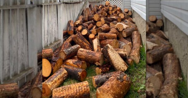 Stick-Loving Dog Blends In With The Giant Pile Of Logs
