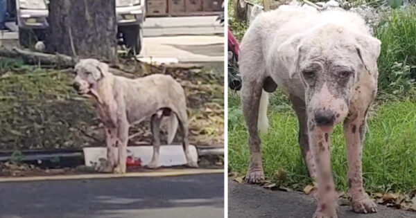 Stony Stray Dog Sitting Beside A Gas Station Becomes Fluffy White Teddy Bear
