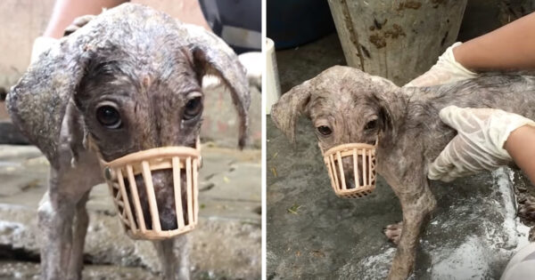 Stray Believed Rescuers Were Going To Hurt Her, So She Had To Be Muzzled