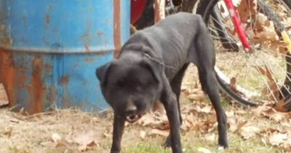 Stray Could Barely Breathe As She Was Outgrowing The Wire Around Her Neck