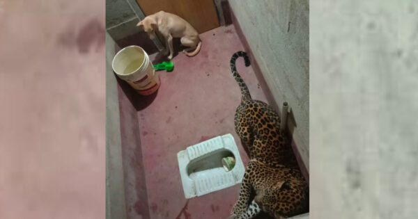 Stray Dog And A Wild Leopard Find Themselves Stuck In A Small Room Together