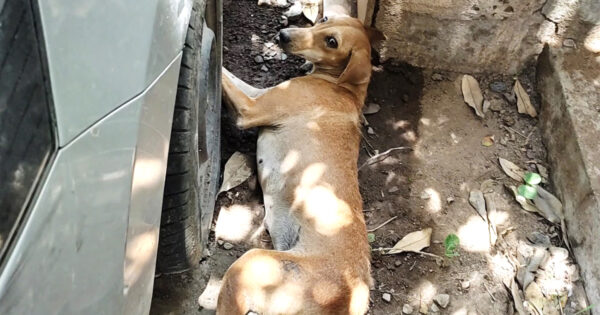 Stray Dog Dragged Herself To The Side Of The Road Unable To Stand