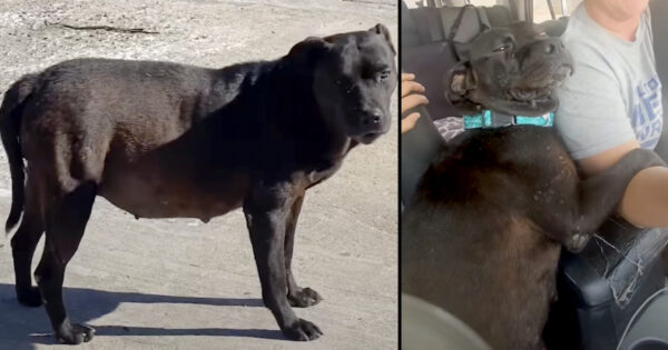 Stray Dog Hugs Her Rescuer The Whole Ride Home
