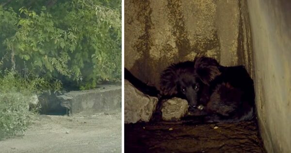 Stray Dog In Need Of A Hug Runs Across The Street And Falls Into A Hole