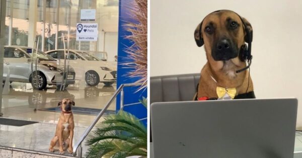 Stray Dog Keeps Coming Back To Car Dealership Until They Give Him A Job
